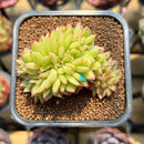 Echeveria 'Crystal' Crested 2" Succulent Plant Cutting