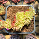 Echeveria 'Crystal' Crested 2" Succulent Plant Cutting