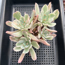 Echeveria 'Holwayi' Variegated 4"-5" Cluster Succulent Plant