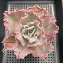 Echeveria 'Cleopatra' 4" Succulent Plant