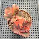 Echeveria 'Primadonna' Variegated 2"-3" (100% Grown In House) Succulent Plant