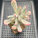 Cotyledon Orbiculata var. orbiculata Variegated 2"-3" Succulent Plant