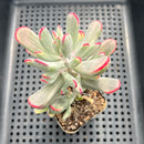 Cotyledon Orbiculata var. orbiculata Variegated 2"-3" Succulent Plant