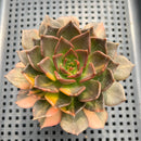 Echeveria 'Black Prince' Lightly Variegated 3"-4" Succulent Plant