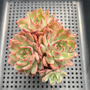 Echeveria 'Nomad' 2"-3" Cluster Succulent Plant