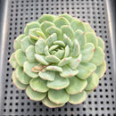 Echeveria sp. 3"-4" Succulent Plant