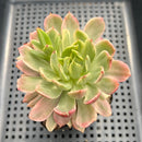 Echeveria sp. Variegated 3"-4" Succulent Plant