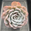 Echeveria 'Icy Purple' 4" Succulent Plant