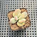 Cotyledon 'Orbiculata' Variegated 1" Succulent Plant
