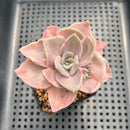 Graptopetalum 'Bainesii' Variegated 2"-3" Succulent Plant