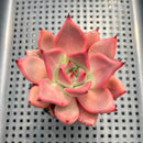 Echeveria Agavoides 'Romeo' 3" Succulent Plant
