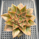 Echeveria 'Star Glory' ('Dionysos' x 'Cante' Hybrid) 3" Succulent Plant