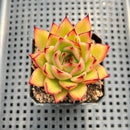 Echeveria Agavoides Hybrid 2" Succulent Plant