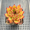 Echeveria Agavoides Hybrid 2" Succulent Plant