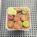 Collection of Lithops 2" Succulent Plant