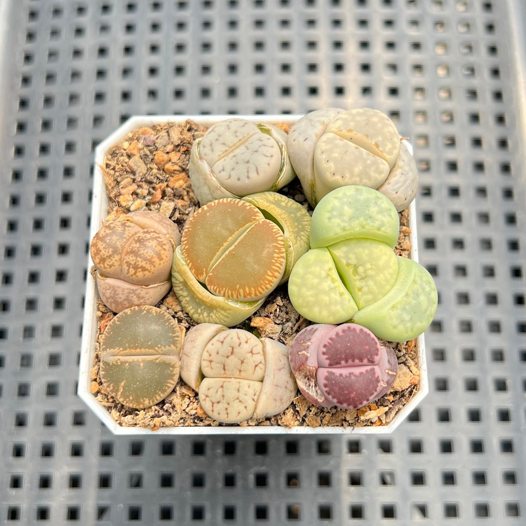 Collection of Lithops 2