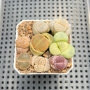 Collection of Lithops 2" Succulent Plant