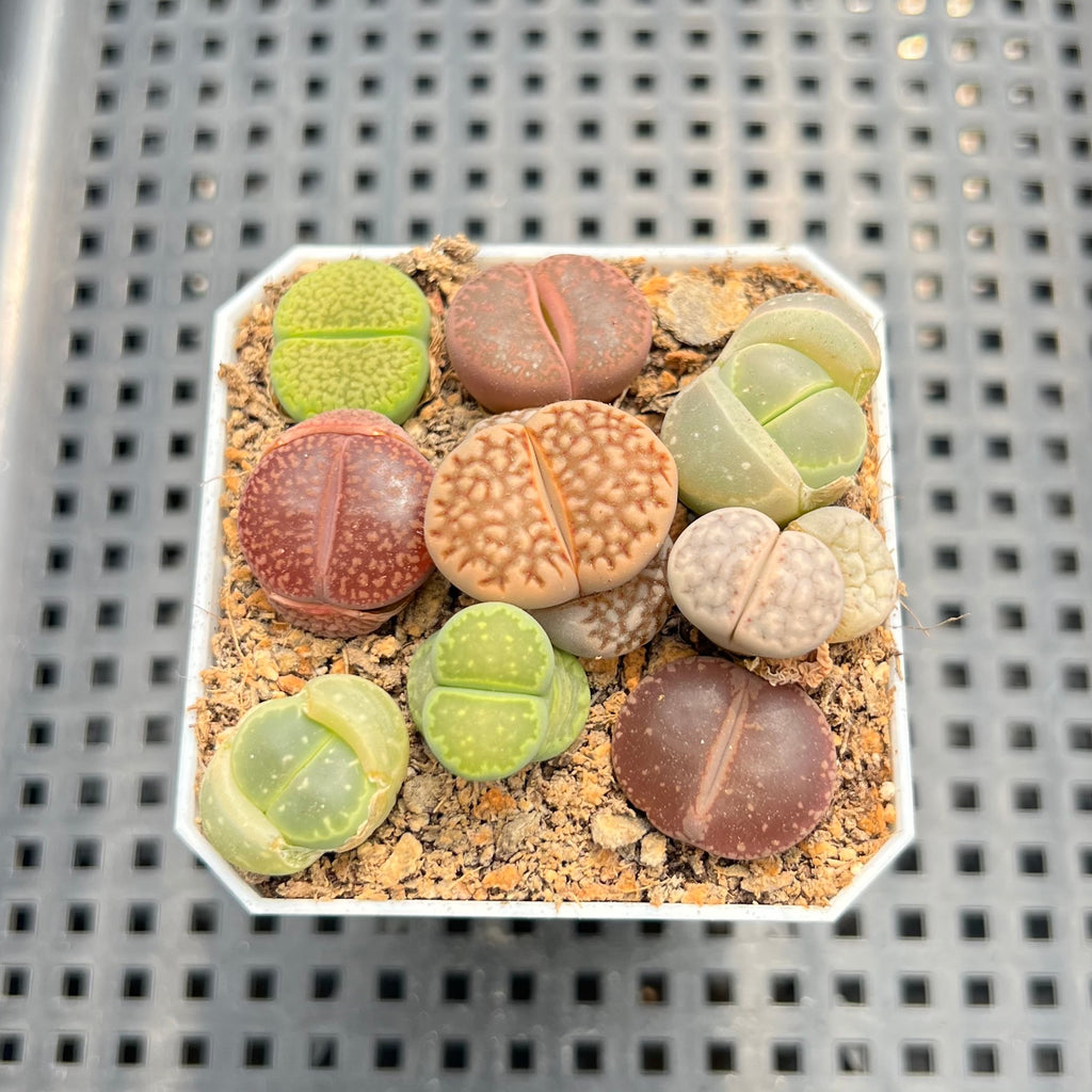 Collection of Lithops 2