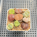 Collection of Lithops 2" Succulent Plant