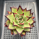 Echeveria Agavoides Hybrid 3" Succulent Plant