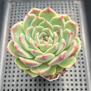 Echeveria 'Jade Bead' 2"-3" Succulent Plant