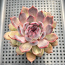 Echeveria 'Purple Zaragoza' 2" Succulent Plant