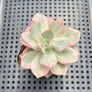 Echeveria 'Pink Harin' Variegated 2" Succulent Plant