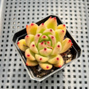 Echeveria Agavoides sp. 2" Succulent Plant