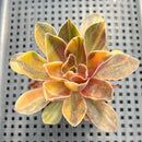 Echeveria 'Black Rose' Variegated 2” Succulent Plant