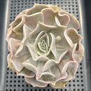 Echeveria 'Pollux' 4" Succulent Plant