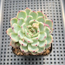 Echeveria Hybrid sp. 2"-3" Succulent Plant
