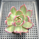 Echeveria 'Casio' Variegated 2”-3" Succulent Plant
