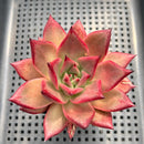 Echeveria Agavoides 'Romeo' 3"-4" Succulent Plant