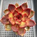 Echeveria 'Red Lantern' 3"-4" Succulent Plant