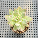 Echeveria 'Bradburiana' Variegated 1"-2" Succulent Plant