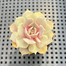 Echeveria 'Pastel Leon' 2" Succulent Plant
