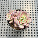 Echeveria 'Wiz Beauty' 1" Succulent Plant