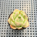 Echeveria 'Gremlin' 1"-2" Succulent Plant