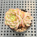 Echeveria 'Red Velvet' 1" Succulent Plant