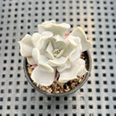 Echeveria 'Thriller Pearl' 2" Succulent Plant