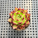 Echeveria 'Sarabony' Superclone 1" Succulent Plant