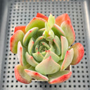 Echeveria 'Red Glow' 4" Succulent Plant