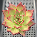 Echeveria Agavoides sp. 3"-4" Succulent Plant
