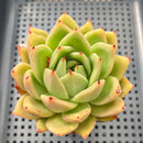 Echeveria Agavoides sp. 3"-4" Succulent Plant
