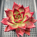 Echeveria Agavoides 'Romeo Rubin' 3"-4" Succulent Plant