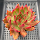 Echeveria Agavoides 'Frank Reinelt' 3" Succulent Plant