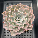 Echeveria 'Shaviana' 4" Succulent Plant
