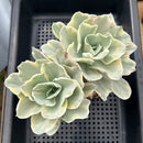 Echeveria 'Japan Moon River' Variegated Large Cluster 5" Succulent Plant
