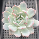 Echeveria 'Orange Monroe' 3" Succulent Plant