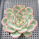 Echeveria 'Keralean' 2"-3" Succulent Plant